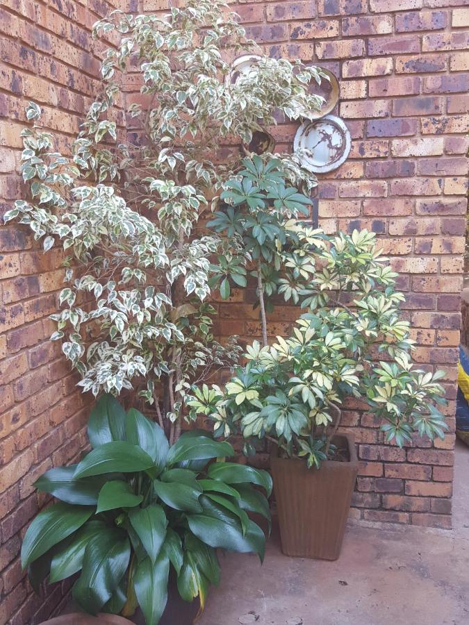Grace Place BnB Pretoria Bed & Breakfast Exterior foto